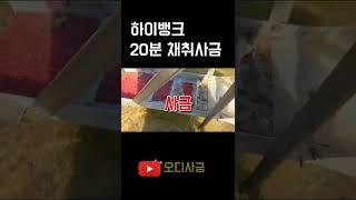 하이뱅크 20분 채취사금! 어마어마 하구만 #사금 #하이뱅크 #goldpanning
