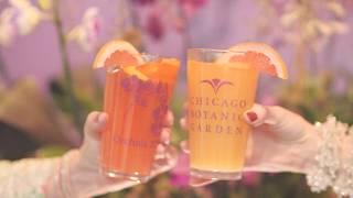 Brilliance: The Orchid Show at the Chicago Botanic Garden