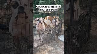 THE MASTER OF ALL BULLDOGS HAVE THE BEST AMERICAN BULLDOGS IN THE WORLD. WE DON’T TELL LYING STORIES