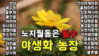 노지월동 오래가는 꽃, 아름다운 야생화 추천! 저렴한 야생화 판매 농장!  경기도 여주시 여주자연농원으로 오세요.