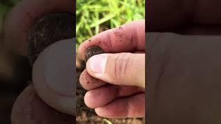 METAL DETECTING on the OREGON TRAIL!