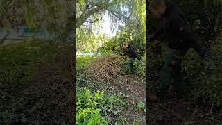 Annual Pruning Of A Big Lantana Bush