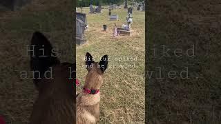 Do dogs see ghosts? #ghost #dogsseespirits #belgianmalinois #cemetery #muerte #goliad graveyard