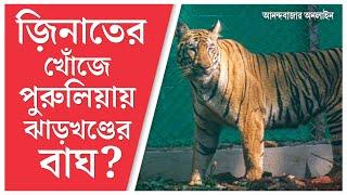 West Bengal Tiger News | জ়িনাতের খোঁজে পুরুলিয়ায় ঝাড়খণ্ডের বাঘ?