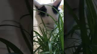 Herbe à chat Cyperus / Cyperus cat grass #garden #plants #potager