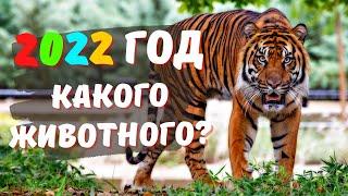 2022 год какого ЖИВОТНОГО по восточному календарю — ХАРАКТЕРИСТИКА, Гороскоп для знаков Зодиака