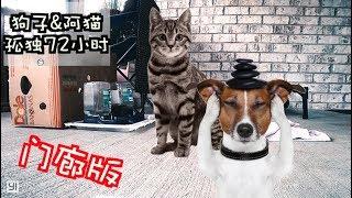 【门廊版】外出72小时 狗子和阿猫独自在家 监控视频全纪录（半小时快放）