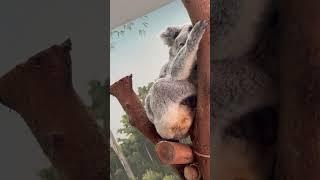 Queensland koalas are native to the coastal regions and forests of Queensland, Australia.