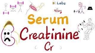 Serum Creatinine - Renal Failure - Kidney Function Tests
