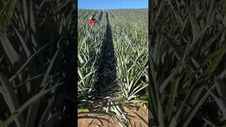 This New Farming Method is Changing Everything!