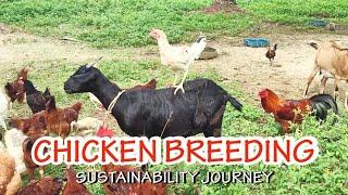 How we breed our Layer Chickens with Native Chickens | Road to Sustainability | Chicken Farming 