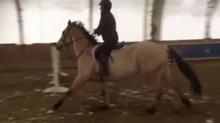 Finnegan - 2013 gelding for sale at North Stone Farm, Brockville, Ontario