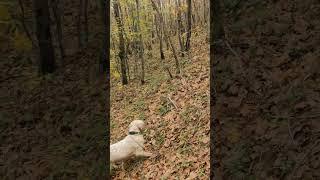 woodcock hunting with Julia #gundogs #shorts #outdoors #gamebirds #bécasse #beccaccia #caccia