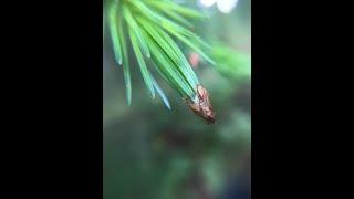 Residual vegetative bud scales carpeting the forest floor just now