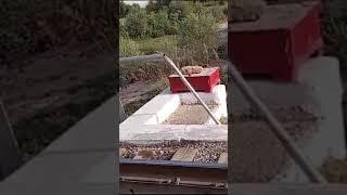 Пахтаабат ширкент