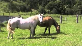 Cariad Farm Animal Sanctuary tour with Leigh-Chantelle