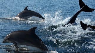 Pod Of Dolphins Help Alert Rescue Crew To Swimmer Lost At Sea.