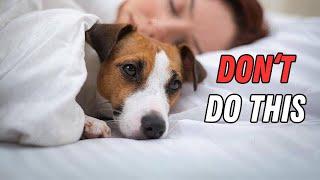 How You Hurt Your Jack Russell Without Realizing