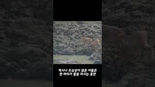 비단뱀이 사슴을 산 채로 잡아먹는 영상