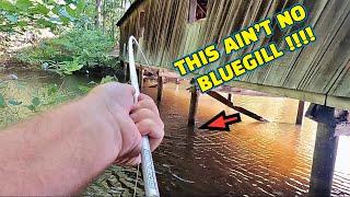 CATCHING FISH for DINNER !! (SURPRISE CATCH)