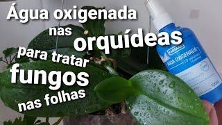 ÁGUA OXIGENADA nas ORQUÍDEAS para tratar FUNGOS nas folhas