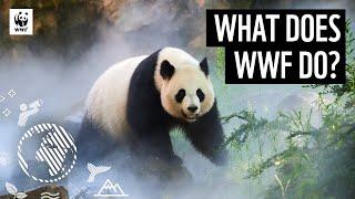 What Does WWF Do? | Discover How We Support our World | WWF