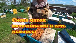 СМЕНА МАТОК МАТОЧНИКАМИ В ОСНОВНЫХ ПЧЕЛОСЕМЬЯХ, ПРОБЛЕМЫ И НЬЮАНСЫ, КАК ИПРАВИТЬ