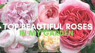 TOP 10 BEAUTIFUL ROBUST ENGLISH ROSES REVIEW | David Austin Roses | Earth Angel | Boscobel