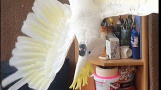 Cockatoo Dance Танцы попугая  Жизнь Какаду Няши 