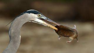 Great Blue Heron, Afternoon Delight