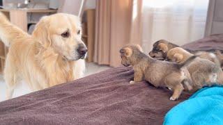 Golden Retriever întâlnește căței pentru prima dată