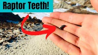 Finding An AMAZING Raptor Tooth!! Fossil Hunting