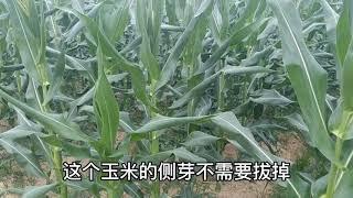 玉米高产，侧芽到底掰不掰？听听一线种植技术怎么说