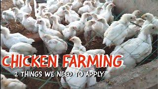 How To Be Successful in Chicken Farming Business? 