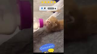 Adorable Cat Compilation: Funny, Cute, and Wholesome Moments  #CuteCats #CatLovers #FurryFriends