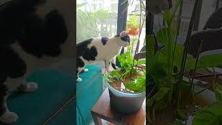 Indoor water garden by balcony door. Use water loving indoor plants and guppies/mollies.