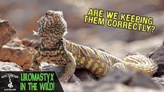 UROMASTYX IN THE WILD! (are we keeping them correctly?)