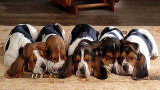 Cutest Basset Hound Puppies! Most Adorable Basset Hound Puppies Compilation!