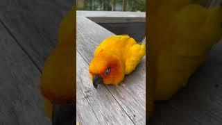 Nemo the Sun Conure parrot taking nap | JC176