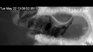 Honey bee thermoregulation: Evaporative cooling