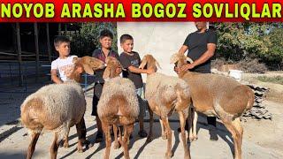 MANA NOYOB ARASHA BOGOZ SOVLIQ VA EGIZAKCHILAR SHOSHILING