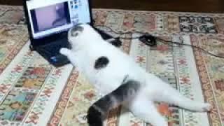 動画を見る猫