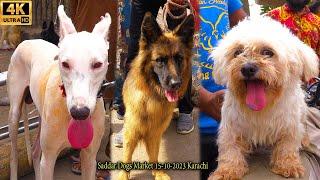 Saddar Sunday Dogs Market 15-10-2023 Karachi Rare Dogs Breeds | جميع أنواع الكلاب متوفرة في السوق