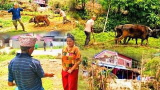 Farmers Enjoying Ploughing Maize Field | Traditional Life | BijayaLimbu