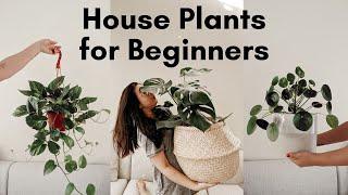  Easy Fast Growing Aesthetic Indoor House Plants