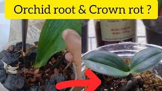 How to RESCUE ORCHID ? #orchidcare #youtubevideo #orchidworld