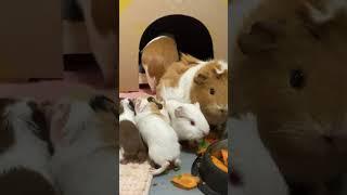 Baby Guinea pigs follow their mom Muffin