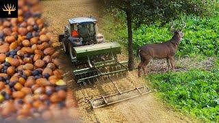 Planting Brassicas For Deer (Food Plot Strategy)