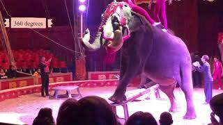 AWESOME CIRCUS GIRLS! MOST AMAZING VIDEOS