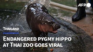 Endangered pygmy hippo at Thai zoo goes viral | AFP